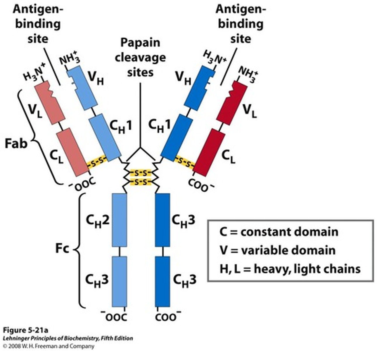 <p>One of the most abundant blood serum proteins<br>-4 polypeptide chains: 2 heavy and 2 light chains<br>-Cleavage with protease papain releases the basal fragment Fc and two Fab branches (each with a single antigen-binding site)<br>-Constant domains contain the immunoglobulin fold structural motif</p>