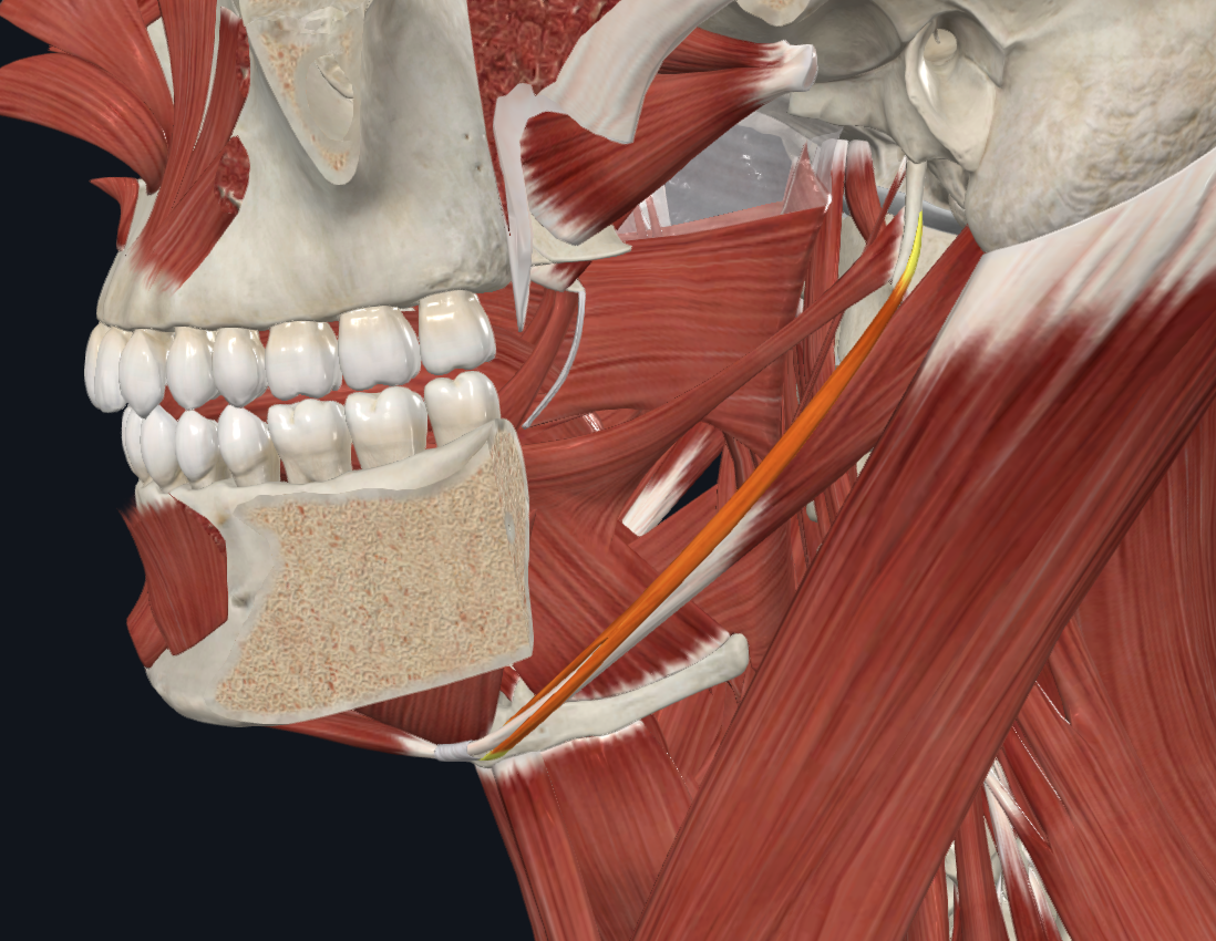 <p><strong>Nombre alterno: </strong>X</p><p><strong><mark data-color="yellow" style="background-color: yellow; color: inherit">Origen: </mark></strong><mark data-color="yellow" style="background-color: yellow; color: inherit">Apófisis estiloides</mark></p><p><strong><mark data-color="blue" style="background-color: blue; color: inherit">Inserción: </mark></strong><mark data-color="blue" style="background-color: blue; color: inherit">Cara anterior del Hioides</mark></p><p><strong><mark data-color="red" style="background-color: red; color: inherit">Acción: </mark></strong><mark data-color="red" style="background-color: red; color: inherit">Elevador del hioides. Retrae piso de la boca y base de la lengua</mark></p><p><strong><mark data-color="purple" style="background-color: purple; color: inherit">Inervación: </mark></strong><mark data-color="purple" style="background-color: purple; color: inherit">Nervio Facial</mark><strong><br><mark data-color="green" style="background-color: green; color: inherit">Relaciones:</mark></strong><mark data-color="green" style="background-color: green; color: inherit"> tendón medio dividido en dos para dejar pasar al músculo digástrico</mark></p><p><strong>Notas:</strong></p><p>Suprahioideo</p>