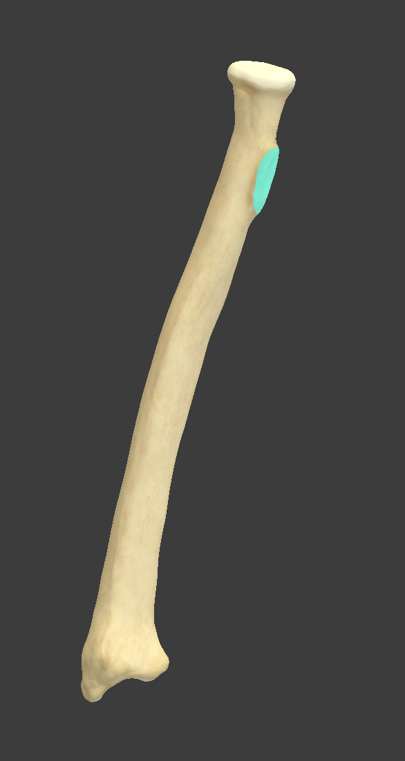 <p>Name and bone</p>