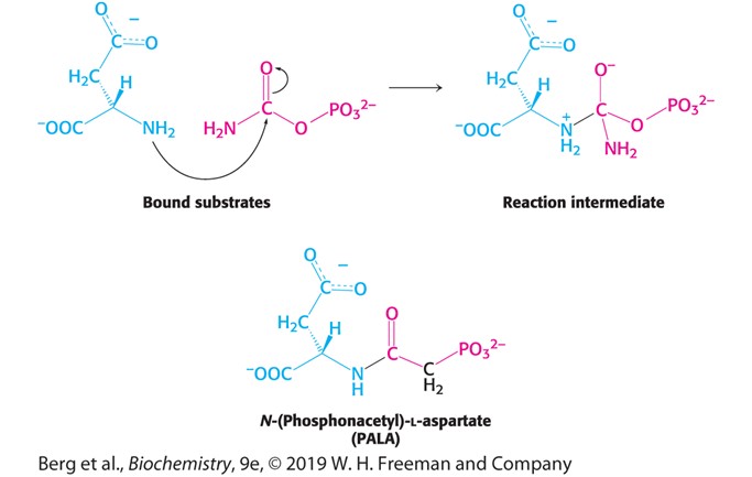<p><span style="font-family: Aptos, sans-serif">Molecule that looks like 2 substrates</span></p><p><span style="font-family: Aptos, sans-serif">Come up with molecules that looks like reaction intermediate</span></p>