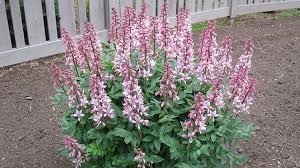 <p>dictamnus albus</p>