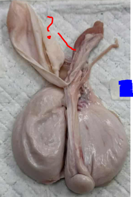 <p>Give the name of the part of the organ pointed and the specie it came from</p>