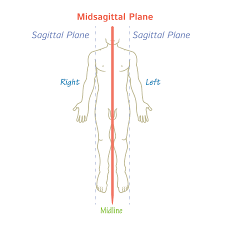 <p>Mid-sagittal Plane </p>