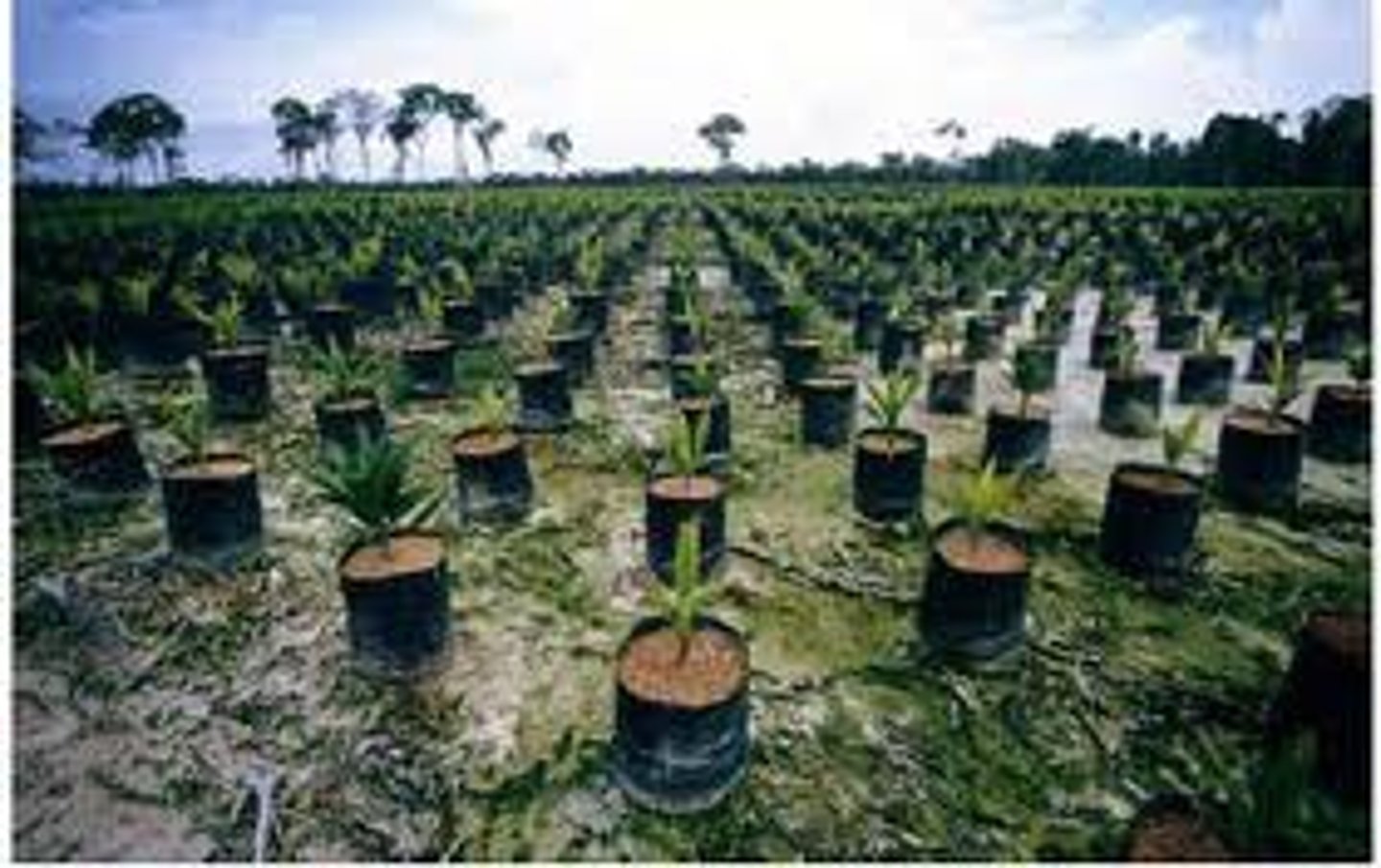 <p>the process of cutting down all the trees in an area at once</p>