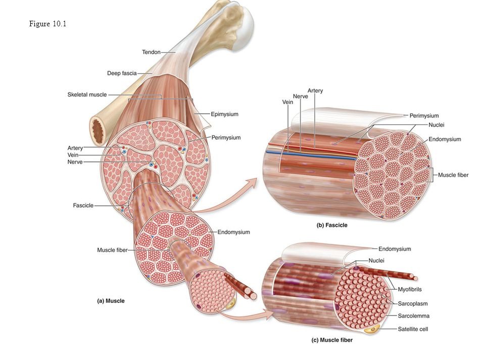 <p>a muscle cell is a bundle of densely packed ___.</p><p>(smaller than fiber)</p>
