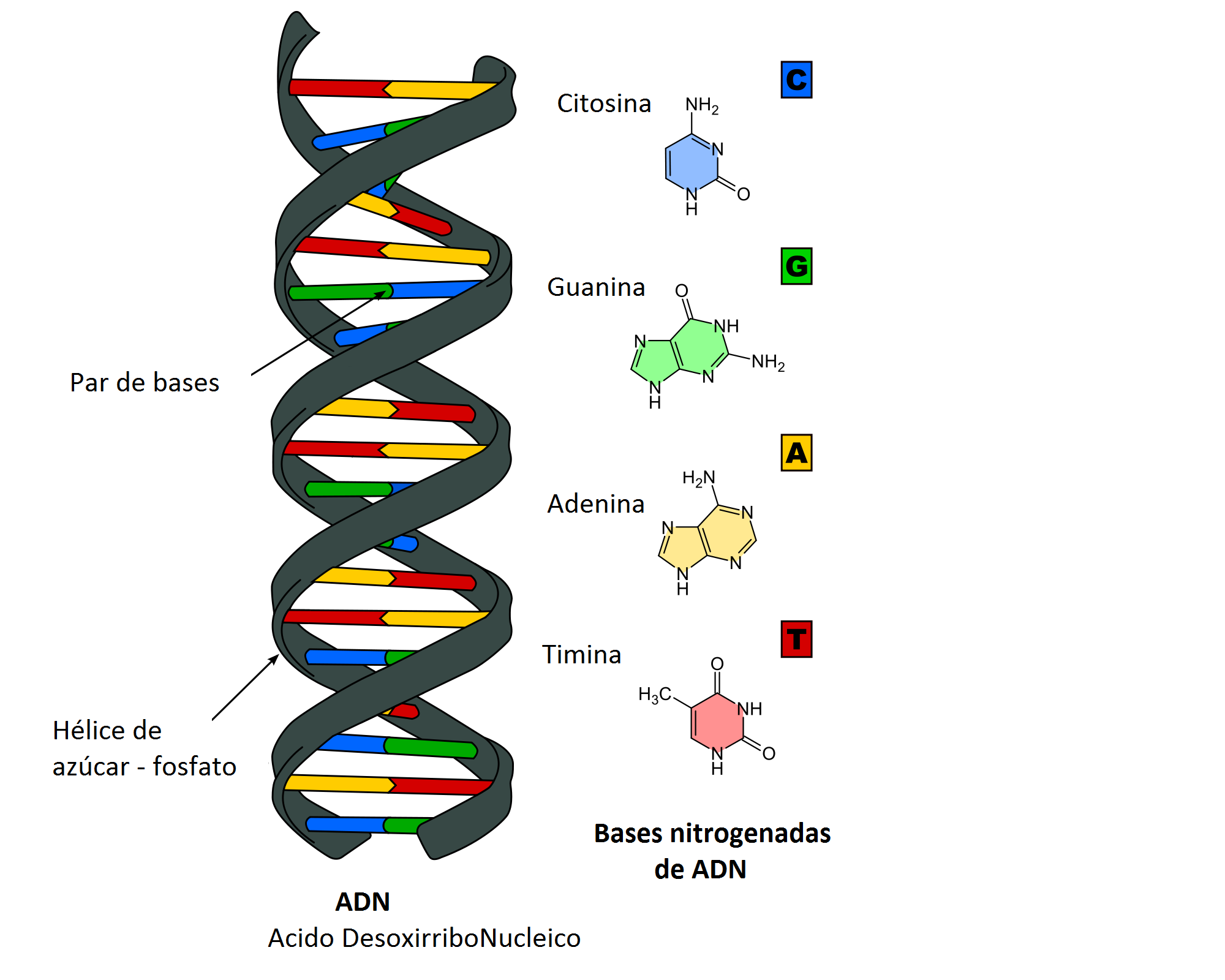 a DNA strand, un brin d’ADN
