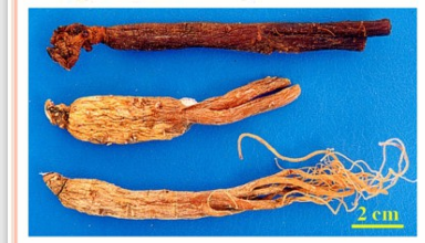 <p>rễ củ đã chế biến</p>