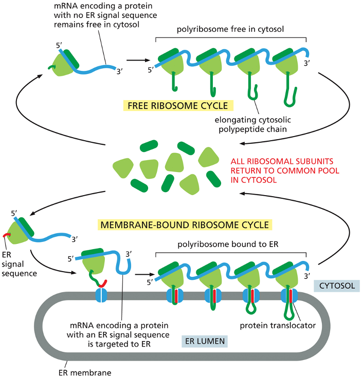 <p><span>•Ribosomes translating proteins with an ER sequence – directed to ER</span></p><p><span>•Note that many ribosomes bid to each mRNA molecule - <strong>polyribosome</strong></span></p><p></p><p><span style="color: red;">Free Ribosome Cycle (Top Pathway)</span></p><p>This pathway is for proteins destined to remain in the <strong>cytosol</strong>.</p><ol><li><p>An mRNA molecule for a cytosolic protein (one that lacks an ER signal sequence) is grabbed by a ribosome from the common pool.</p></li><li><p>Translation begins and proceeds entirely in the cytosol.</p></li><li><p>Multiple ribosomes can translate the same mRNA at once, forming a <strong>polyribosome</strong>, which efficiently produces many copies of the protein.</p></li><li><p>The finished proteins are released directly into the cytosol, and the ribosomal subunits detach and return to the common pool.</p></li></ol><p><span style="color: red;">Membrane-Bound Ribosome Cycle (Bottom Pathway)</span></p><p>This pathway is for proteins that are destined for the <strong>endoplasmic reticulum (ER)</strong>, other organelles, or for secretion from the cell.</p><ol><li><p>Translation begins in the cytosol, just like the free cycle.</p></li><li><p>However, as soon as the <strong>ER signal sequence</strong> (the "address label," shown in red) emerges from the ribosome, the entire complex is directed to the ER membrane.</p></li><li><p>The ribosome docks onto a <strong>protein translocator</strong> (a channel) in the ER membrane.</p></li><li><p>As the rest of the protein is synthesized, it is threaded directly through the channel into the ER lumen. This is called co-translational transport.</p></li><li><p>After translation is complete, the protein is inside the ER, and the ribosome detaches and returns to the common pool in the cytosol.</p><p></p></li></ol><p></p>