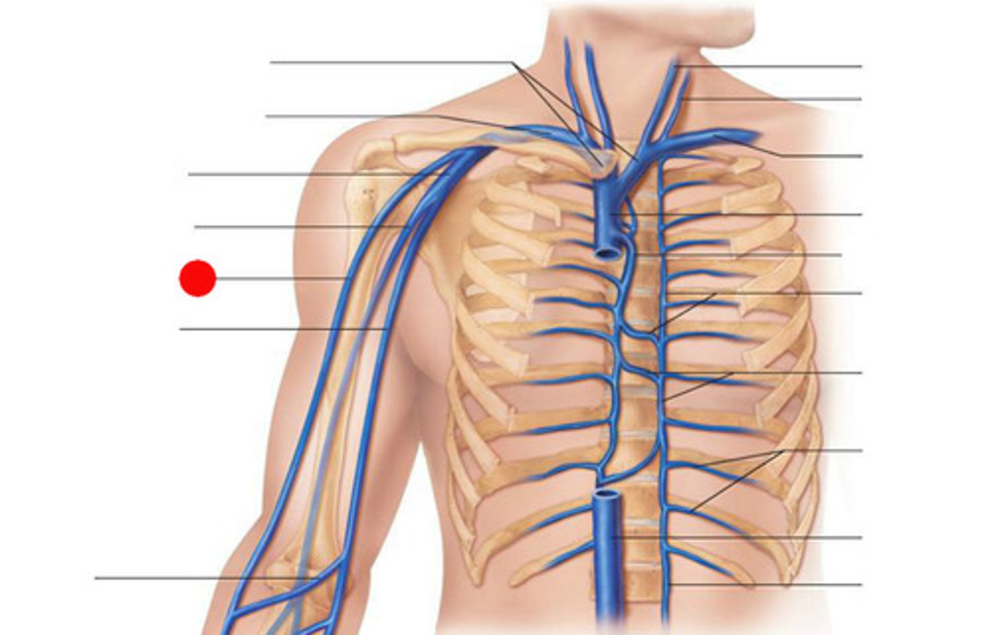 <p>drains into axillary vein</p>