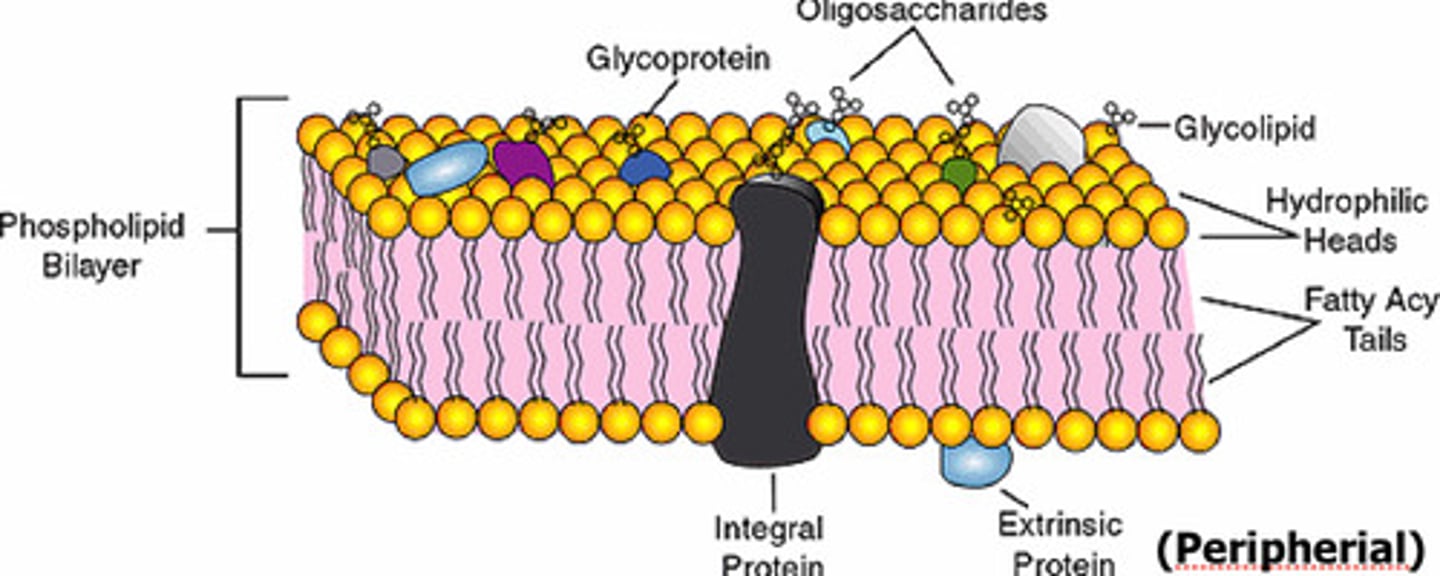 <p>Integral - partially EMBEDDED in the membrane</p><p>Peripheral - attached the the inside or outside SURFACE</p><p>Transmembrane - all the way through the membrane</p>