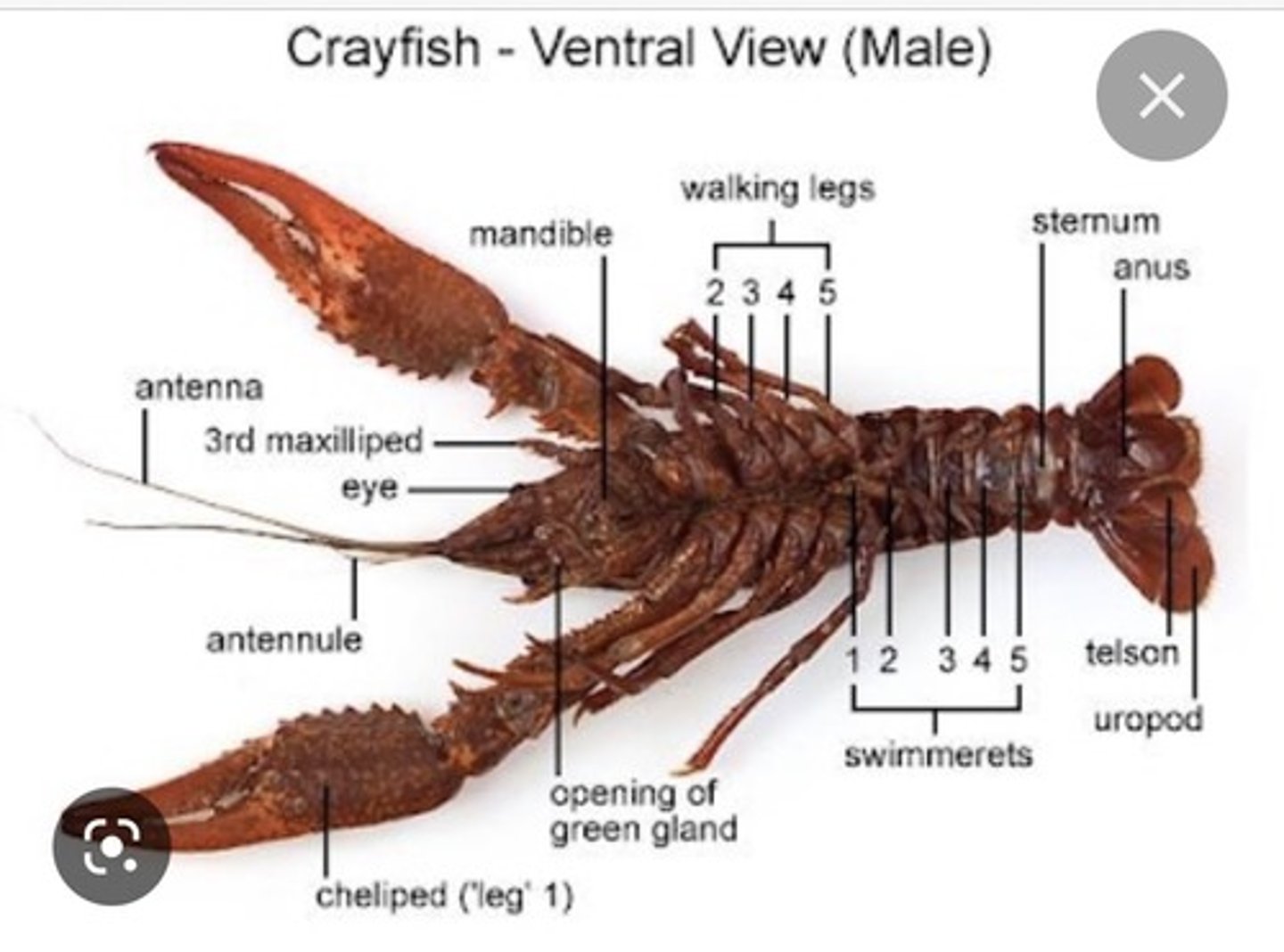 <p>-> Mandible - Jaws near the mouth (Side of the head)</p><p>-> Maxilliped - Behind the mandibles (3 of them)</p><p>-> Walking legs (2, 3, 4, 5)</p><p>-> Swimmerets (1, 2, 3, 4, 5) - Below the walking legs***</p>