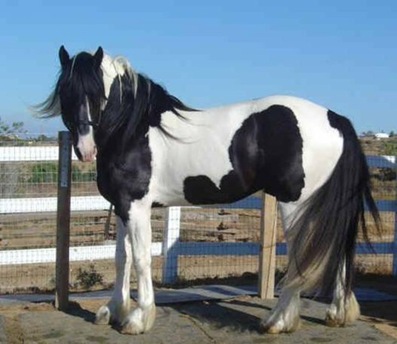 <p>Color with crisp lines. The color is usually on the belly or flank area and the legs are usually white. The tail is often a mix of two colors.</p>