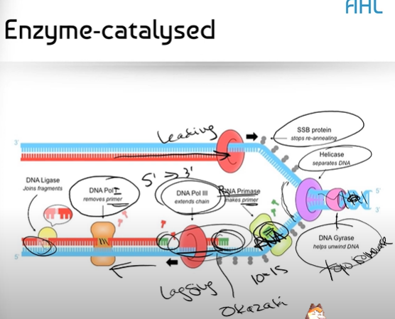 <p><span>In the leading strand:</span><br><span>1. Helicase unzips/unwinds the DNA helix (in the direction of the replication fork)</span><br><br><span>2. This allows DNA Polymerase III to flow right behind the replication fork and continuously bind together new nucleotide bases (adenine, guanine, cytosine, thymine) along the DNA strand while Helicase continues opening up the DNA</span><br><br><span>*</span><strong>note!! this is all happening in a 5' to 3' direction, and the process of replication on the leading strand is called continuous replication</strong><span>*</span><br></p><div data-youtube-video=""><iframe width="640" height="480" allowfullscreen="true" autoplay="false" disablekbcontrols="false" enableiframeapi="false" endtime="0" ivloadpolicy="0" loop="false" modestbranding="false" origin="" playlist="" src="https://www.youtube.com/embed/SWxSQDMOBrU" start="0"></iframe></div><p></p>