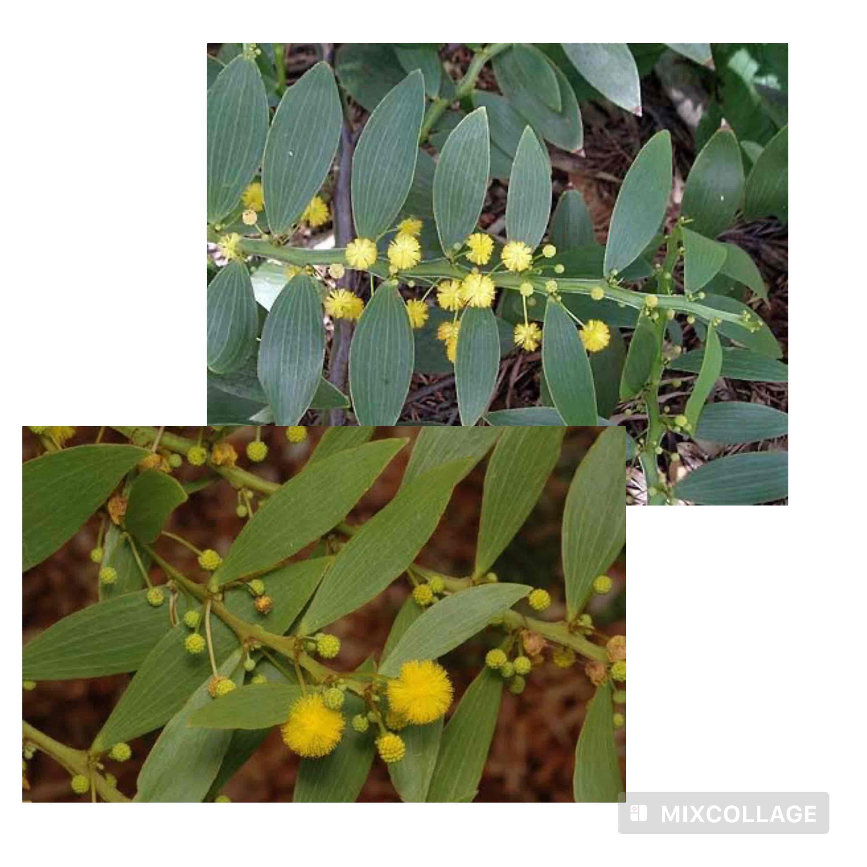 <p>Flat-stemmed wattle</p>