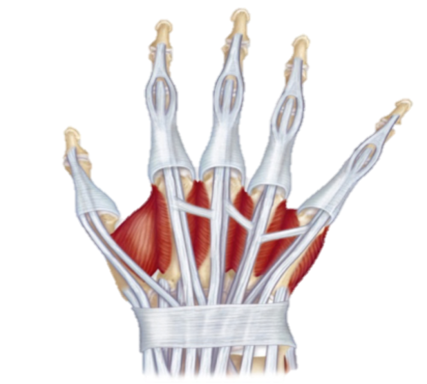 <p>What are these muscles?</p>
