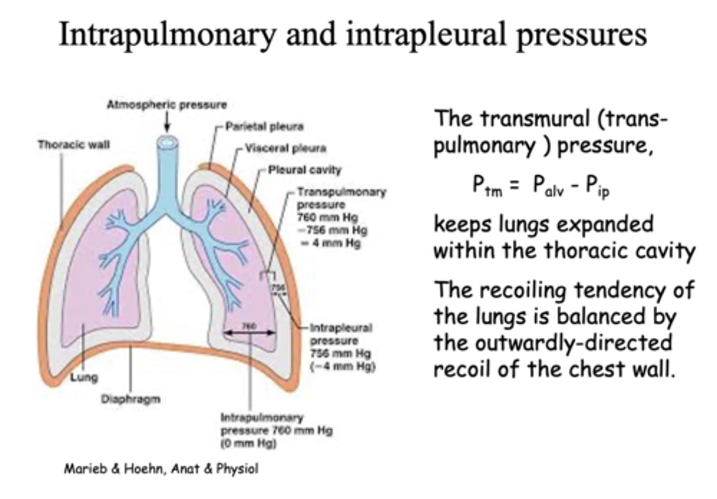 <p>Palv - Pip</p>