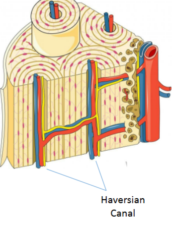 <p>Pathways at center of each osteon that house nerves and blood vessels</p>