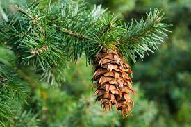 douglas-fir
