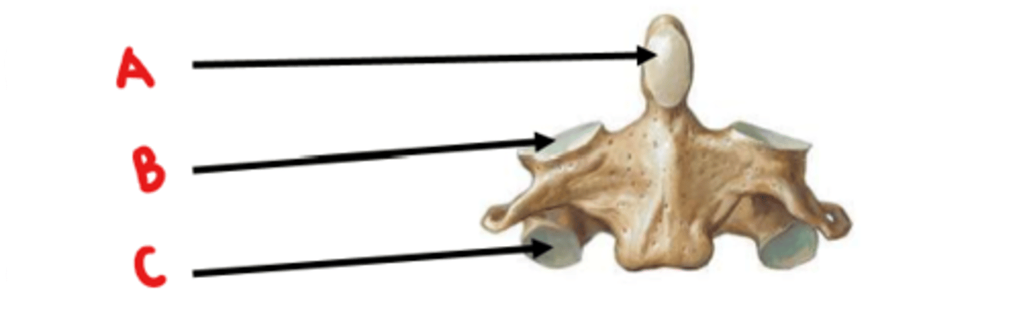 <p>Identify A</p>