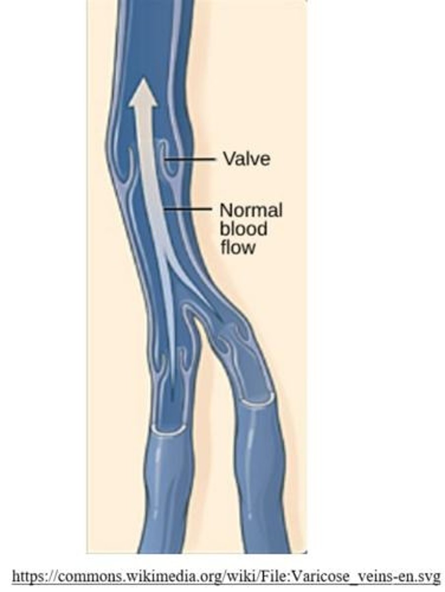 <p>Veins contain valves to ensure blood is flowing toward the heart.</p>