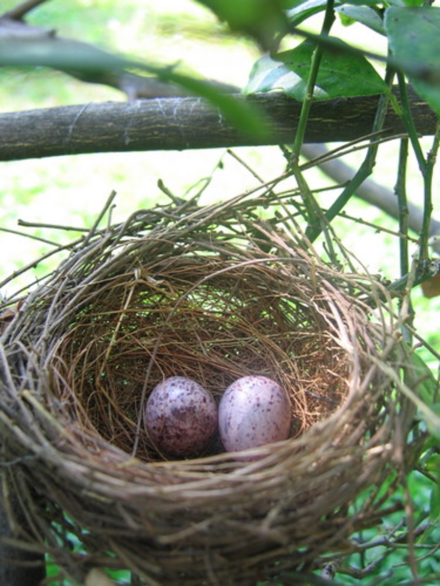 <p>a structure in which animals lay eggs or give birth to their young</p>