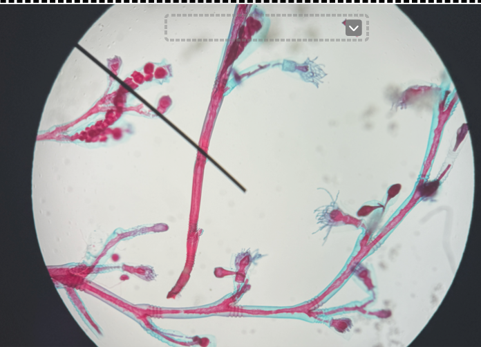 <p><span>Animalia &gt; Cnidaria &gt; Hydrozoa &gt; Obelia</span></p>