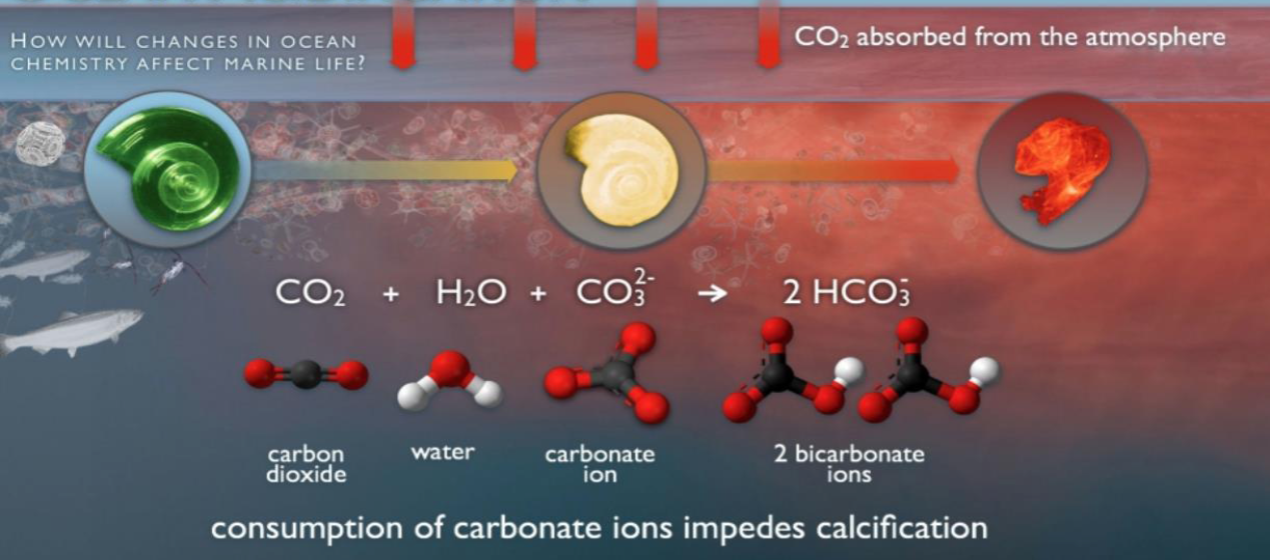 Ocean acidification process