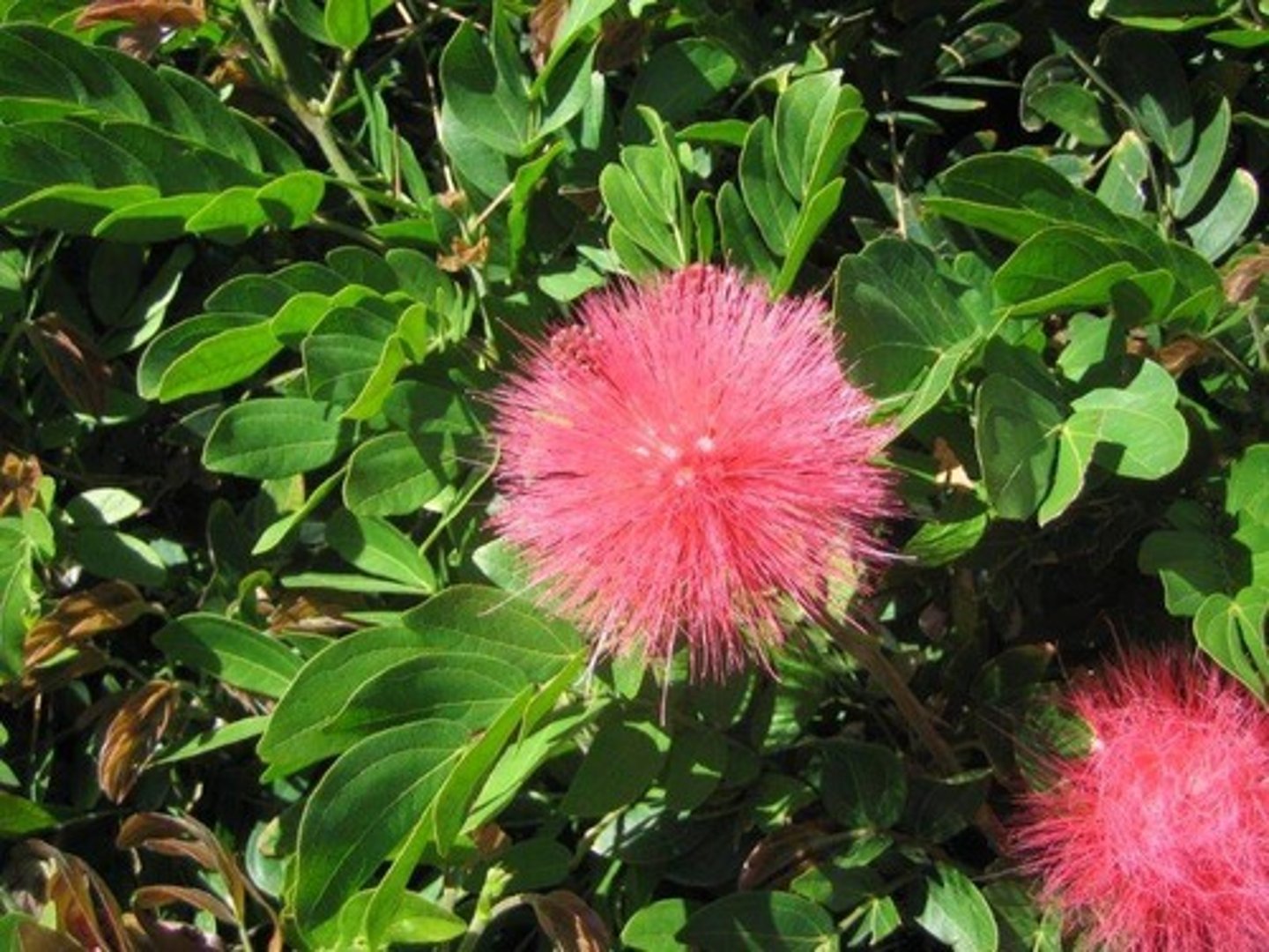 <p>Calliandra emarginata</p>