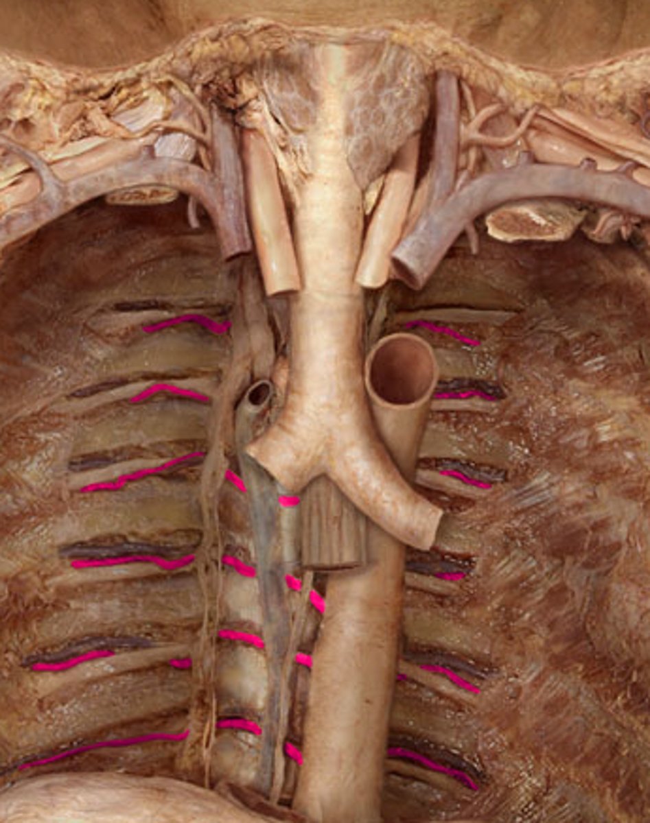 <p>Area supplied: Thoracic and abdominal walls, breast, spinal cord, and meninges</p><p>Terminal branch: N/A</p><p>Relationship: Sits in the costal groove of the ribs</p>