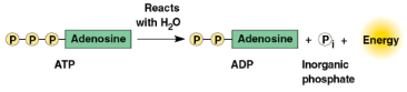<p>Adenosine triphosphate (ATP)</p>