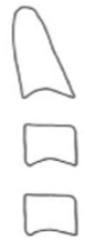 <ul><li><p>concavities at the lower borders of both C2, C3 and C4</p></li><li><p>bodes of C3 and C4 are rectangular horizontal shaped</p></li><li><p>typically a year beyond peak growth</p></li></ul><p></p>