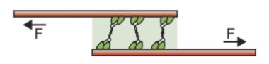 <p>Microtubule-organizing center (MTOC)</p>