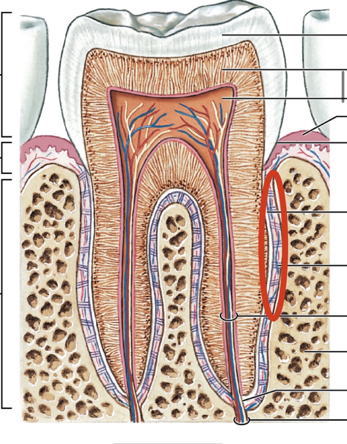 <p>What part of the tooth is this?</p>