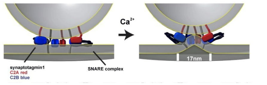 Synaptotagmin = Ca2+ sensor for vesicle-active zone fusion

* transmembrane protein with two Ca2+ binding sites
* when Ca2+ binds and activates the protein, it binds to the SNARE complex and inserts into the active zone
* Dimple forms when the membranes are pulled together and it causes stress that facilitates fusion
* When there is no Ca2+ present, synaptotagmin actually blocks fusion