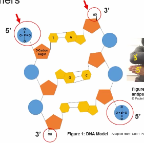 <p>The base pairs, <strong>Adenine (purine) and Thymine (pyrimidines</strong>) are held together by 2 hydrogen bonds </p><p>However, <strong>Guanine (purine) and Cytosine (pyrimidines)</strong> base Paris are held together by 3 hydrogen bonds. </p><p>The more bonds in total between the base pairs in a DNA molecules stabilized the molecules structure.</p>