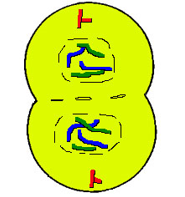 Nucluear membrane reforms
Chromosomes stretch into chromatin
Spindle fibres dissolve