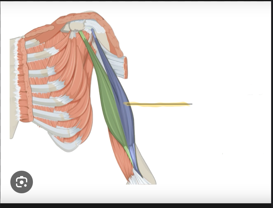 <p>Identify the highlighted muscle</p>