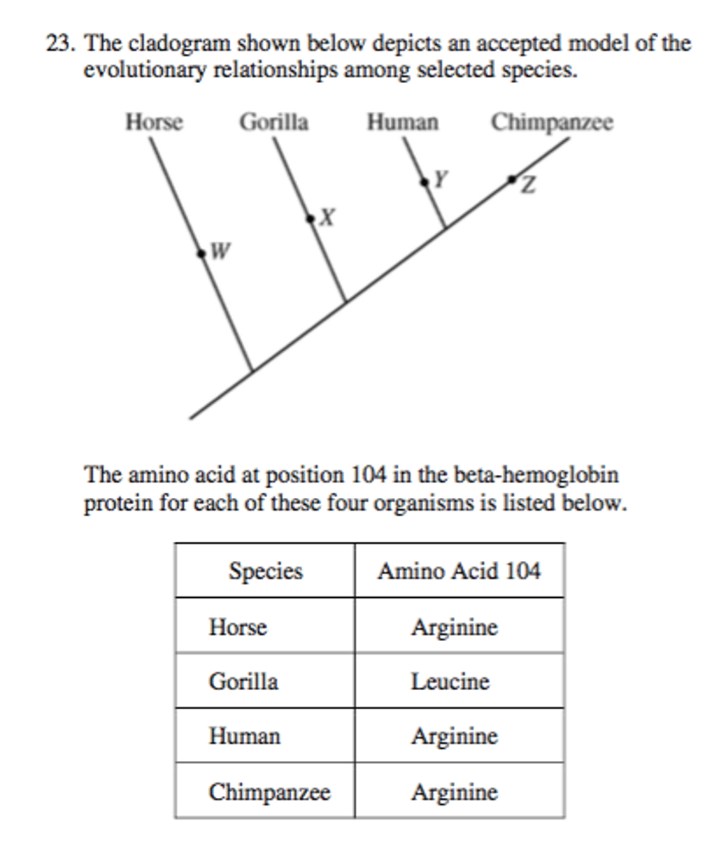 <p>a cladogram that use similarities and differences in biological molecules (DNA or amino acids) to classify organisms</p>