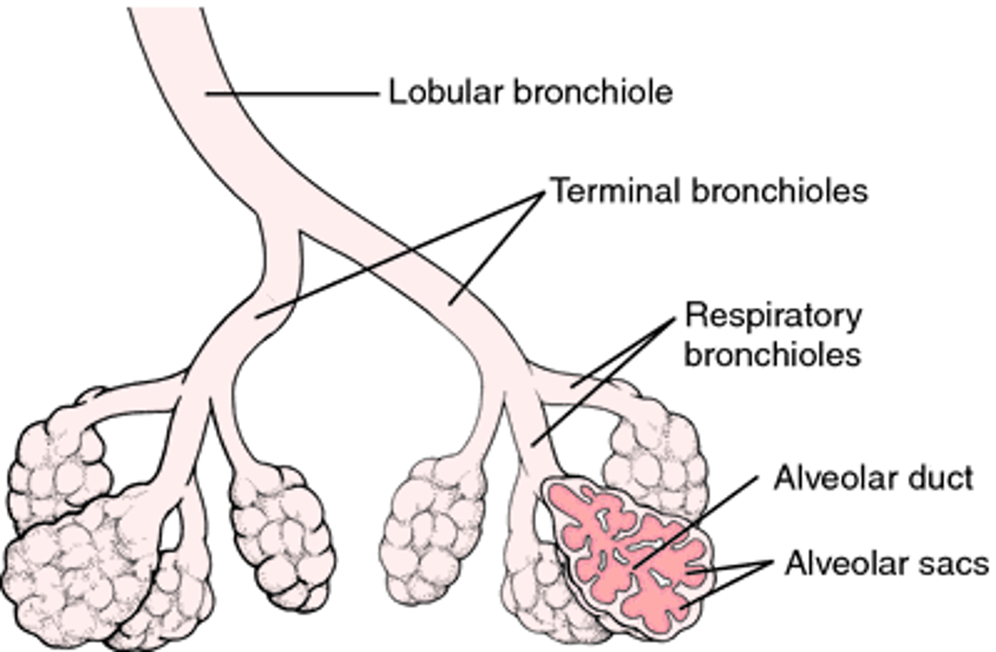 <p>describe bronchioles</p>