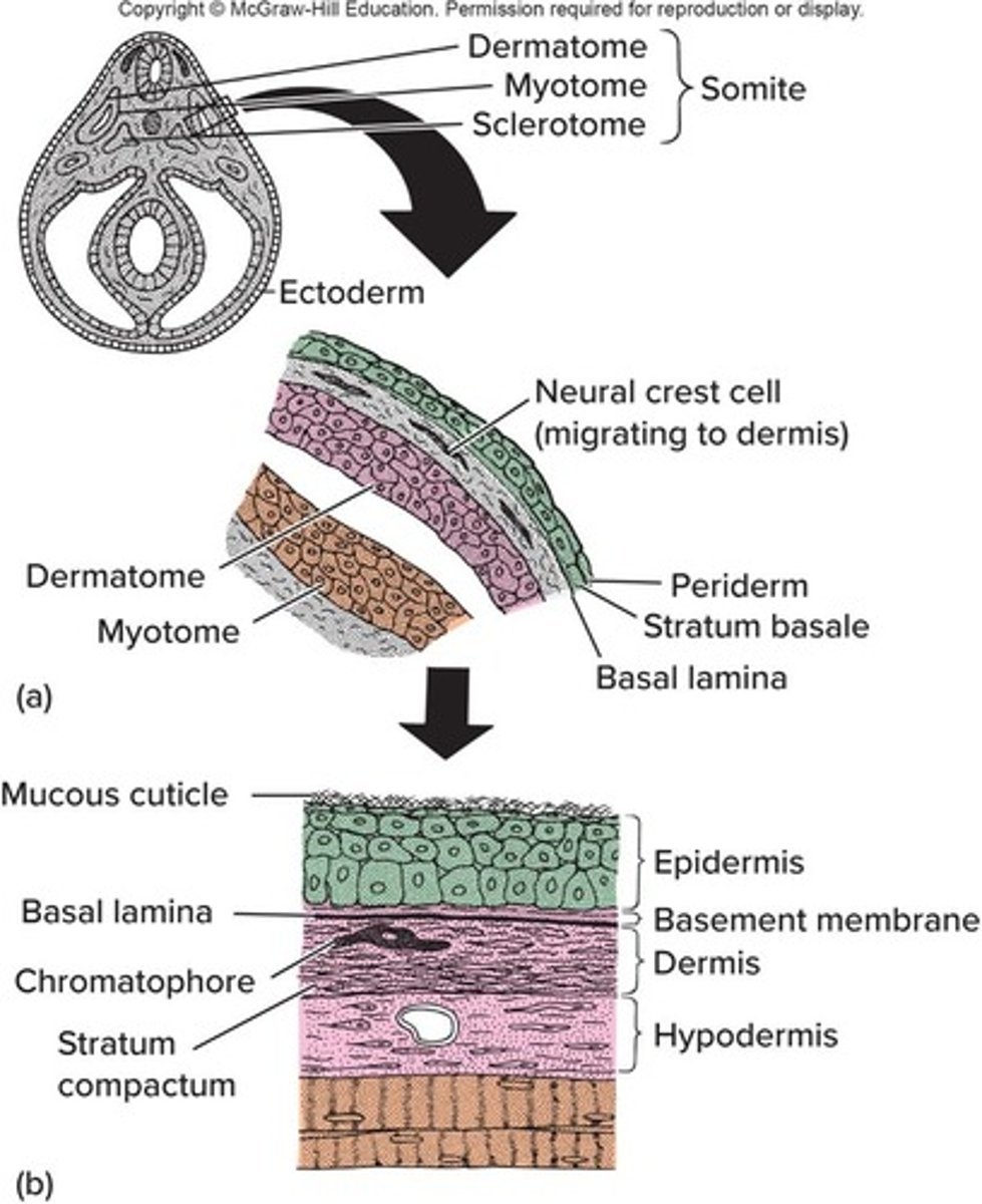 <p>The outer covering of the body, also known as the cutaneous layer.</p>