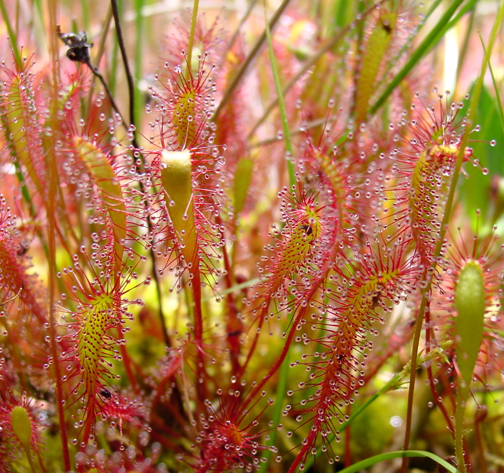 <p>Great sundew </p>
