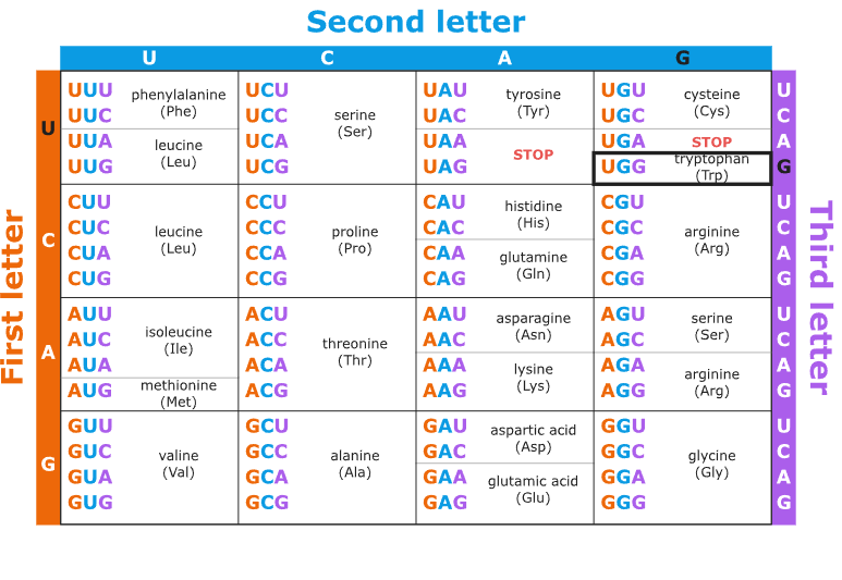 <p>Describes which tRNA and which amino acid is specified by each codon in the mRNA with 64 total codons possible where 61 specify amino acids and 3 are stop sequences.</p>