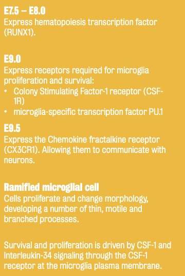 Developmental origins of microglia