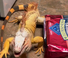 <p>Feeding dog/cat food to reptiles. It is too high in protein</p>