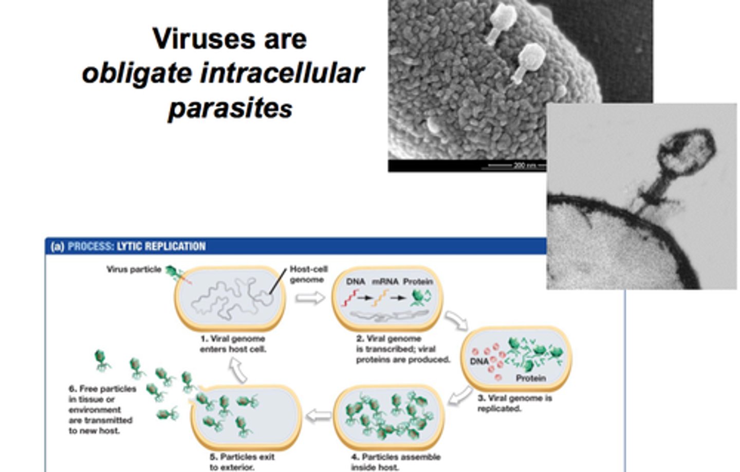 <p>microbes that are not free-living and must find a host from which to gain nutrients</p>