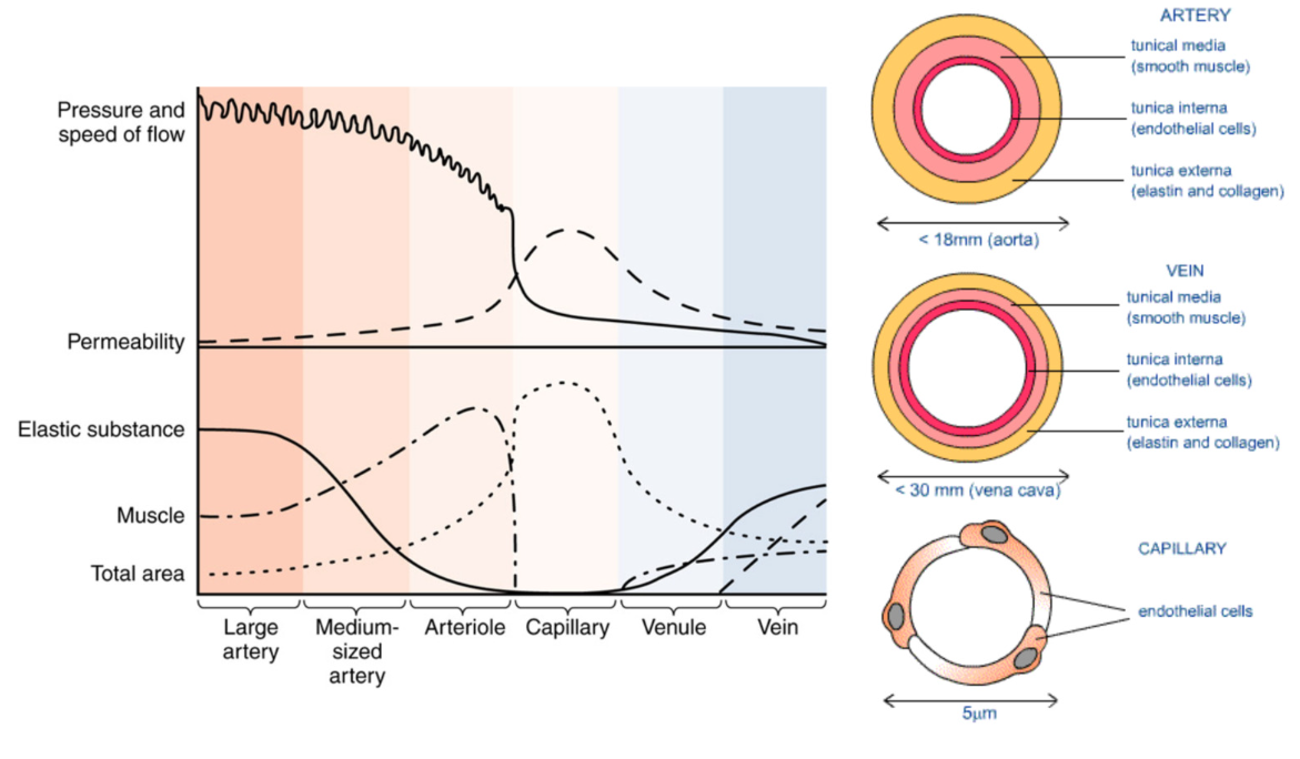 <ul><li><p>smaller lumen (hole)</p></li><li><p>thick tunica media → thick smooth muscle walls → control over diameter</p></li><li><p>abundant elastic fibers</p></li><li><p>high pressure</p></li><li><p>low permeability</p></li><li><p>blood flow via smooth muscle contraction in tunica media</p></li><li><p>no valves</p></li></ul><p></p>