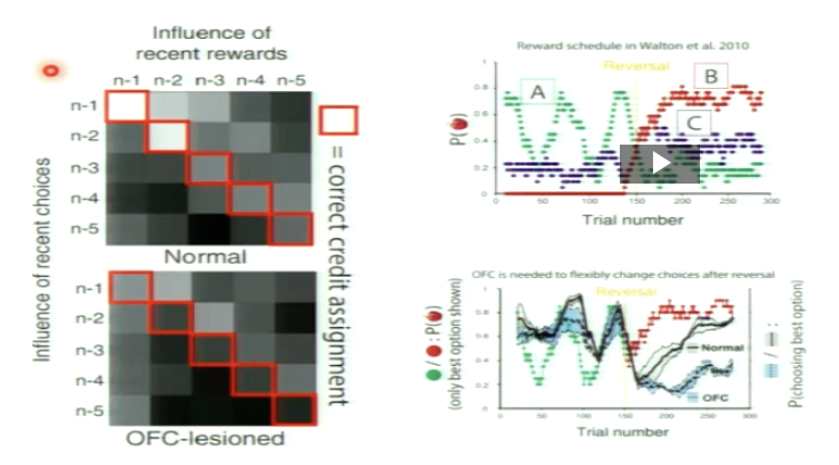 <ul><li><p><strong>Non-lesion patients:</strong><br>They track previous rewards using the task’s internal map. They use past information about whether an option was rewarded or not to compute which option is best on the next trial.</p></li><li><p><strong>OFC-lesion patients:</strong><br>They <strong>don’t use the past reward info stored in the map</strong>.<br>Instead, they rely on off-diagonal terms and choose based on immediate or mis-assigned signals, leading to choices that ignore actual reward history.</p></li></ul><p></p>