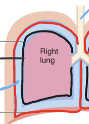 <p><strong>What lies between the visceral and parietal pleura?</strong><br>A. Lymphatic duct<br>B. Bronchioles<br>C. Pleural cavity filled with fluid<br>D. Alveoli</p>