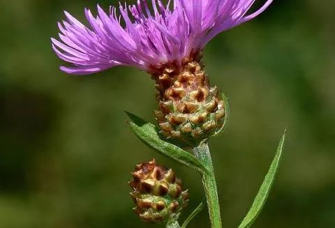 <p>Brown knapweed</p>