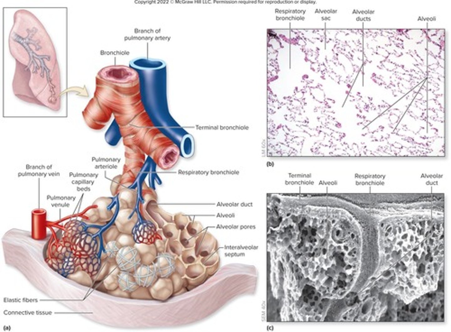 <p>The site of gas exchange, including respiratory bronchioles, alveolar ducts, and alveoli.</p>